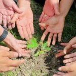 Hangar ganha novas árvores em ação ambiental da Seduc em parceria com a OS Pará 2000