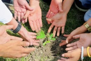 Leia mais sobre o artigo Hangar ganha novas árvores em ação ambiental da Seduc em parceria com a OS Pará 2000